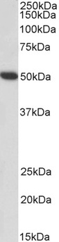 HOXA5 Antibody