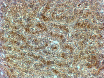 IL3RA/CD123 Antibody