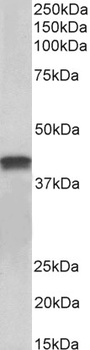 SYVN1 Antibody