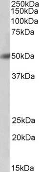 AIFM1 Antibody