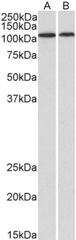 AIFM1 Antibody