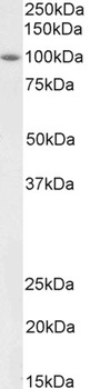 AIFM1 Antibody