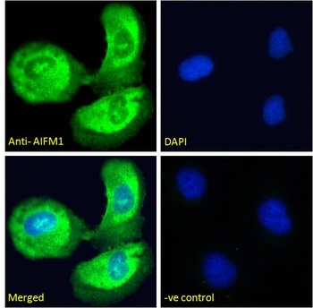 BPI Antibody
