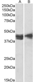 BMP1 Antibody