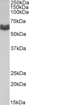 ITGA1 / VLA1 Antibody