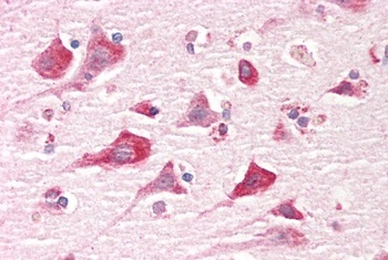 FRS2 Antibody