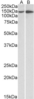 GNL3 Antibody
