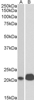 Nanog Antibody