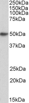 MSI2 / musashi-2 Antibody