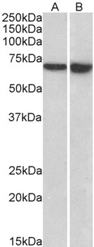 MSI2/musashi-2 Antibody