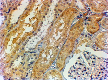 MSI2 / musashi-2 Antibody
