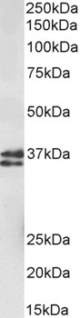 MUNC18C Antibody