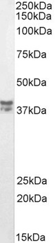 MUNC18C Antibody