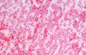 EEA1 Antibody