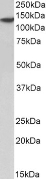 EEA1 Antibody