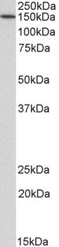CDC48/YDL126C Antibody