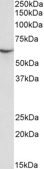 APOBEC3G/ARP9 Antibody