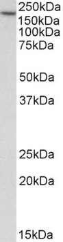 NFATC3/NFAT4 Antibody