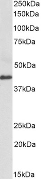 BMI1 Antibody