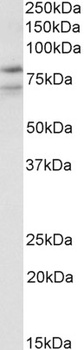MYH9 Antibody