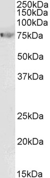MYH9 Antibody