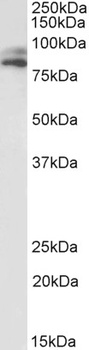 NELL2 Antibody
