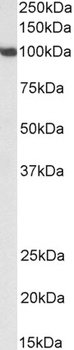 Cullin 3 Antibody
