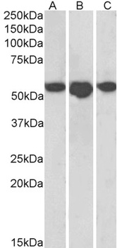 Pro-EGF Antibody