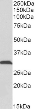 Pro-EGF Antibody