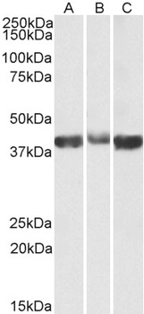 LDHB Antibody