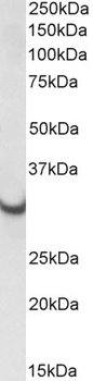 Wfdc2 Antibody