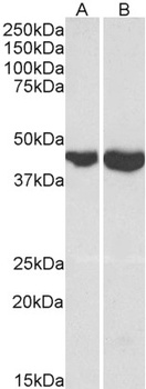 CAPG Antibody