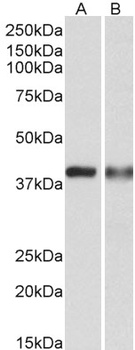 CAPG Antibody
