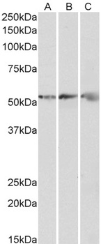 CAPG Antibody