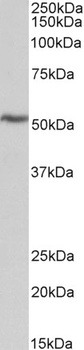 CAPG Antibody