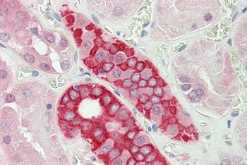 fibrinogen beta chain Antibody