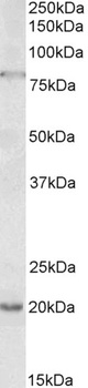 LDHB Antibody