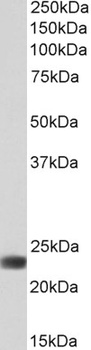 peroxiredoxin 6 Antibody