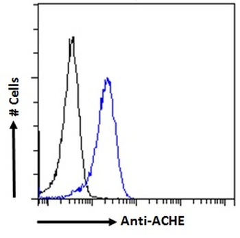 ACHE Antibody