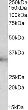 peroxiredoxin 6 Antibody