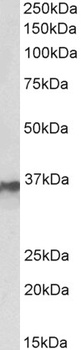 peroxiredoxin 6 Antibody