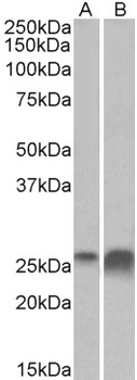 SRCAP Antibody