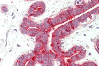 Thrombospondin Antibody