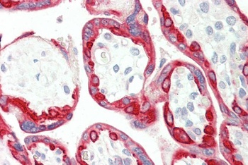 Thrombospondin Antibody