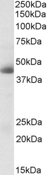 contactin 1 Antibody