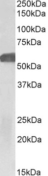 EDG3 Antibody