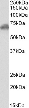 MAP2K2/MEK2 Antibody
