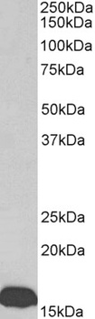 contactin 1 Antibody