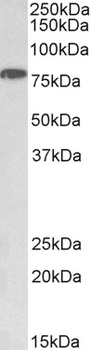 kininogen 1 Antibody
