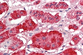 kininogen 1 Antibody